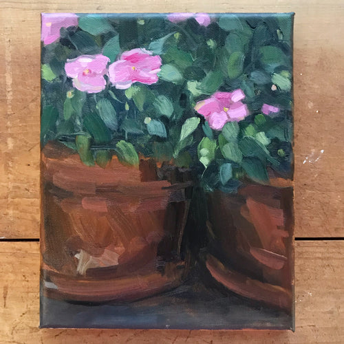 Potted Impatiens