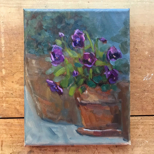 Potted Violets